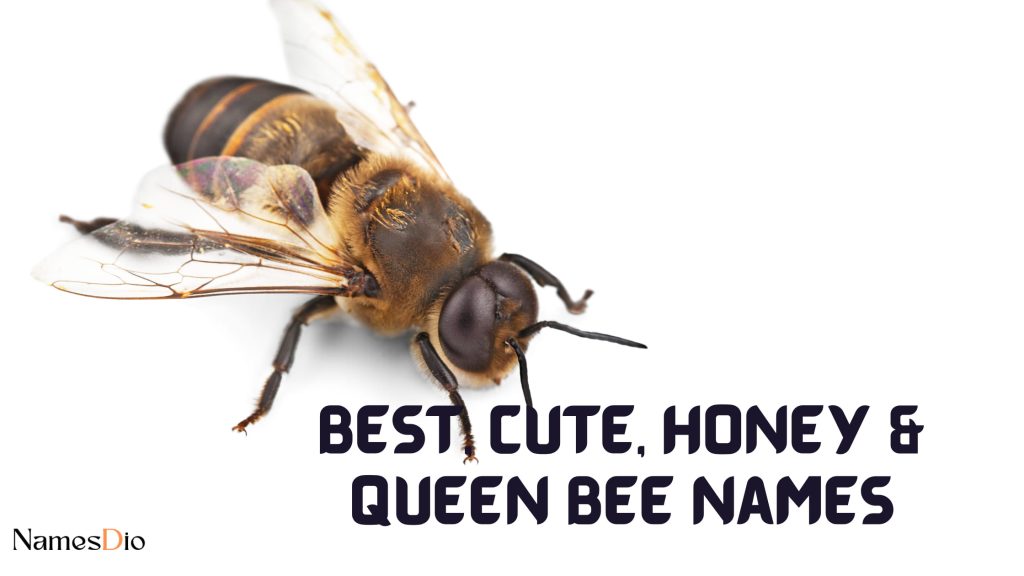 bee-names-200-buzz-worthy-names