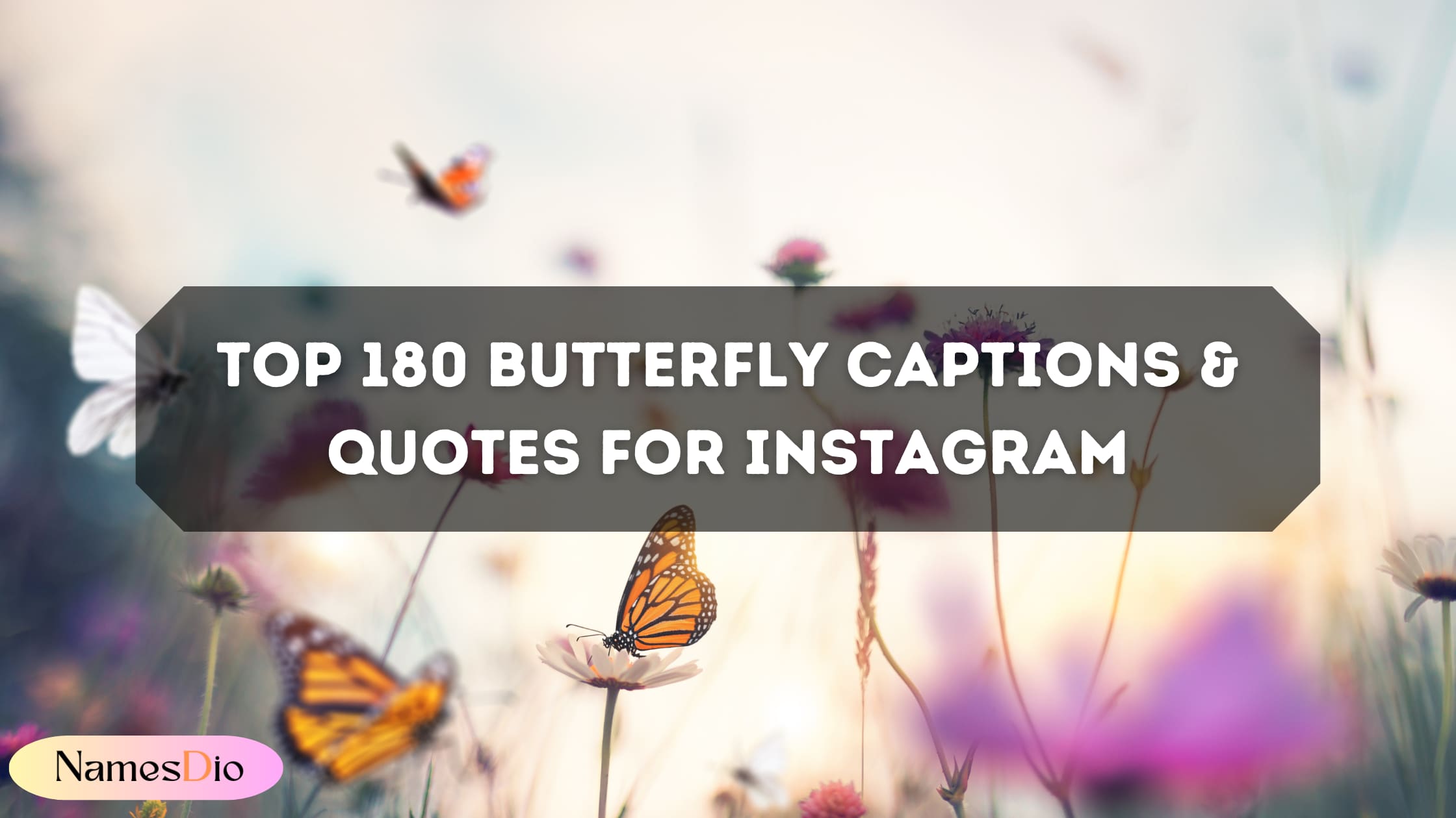 Butterfly-Captions