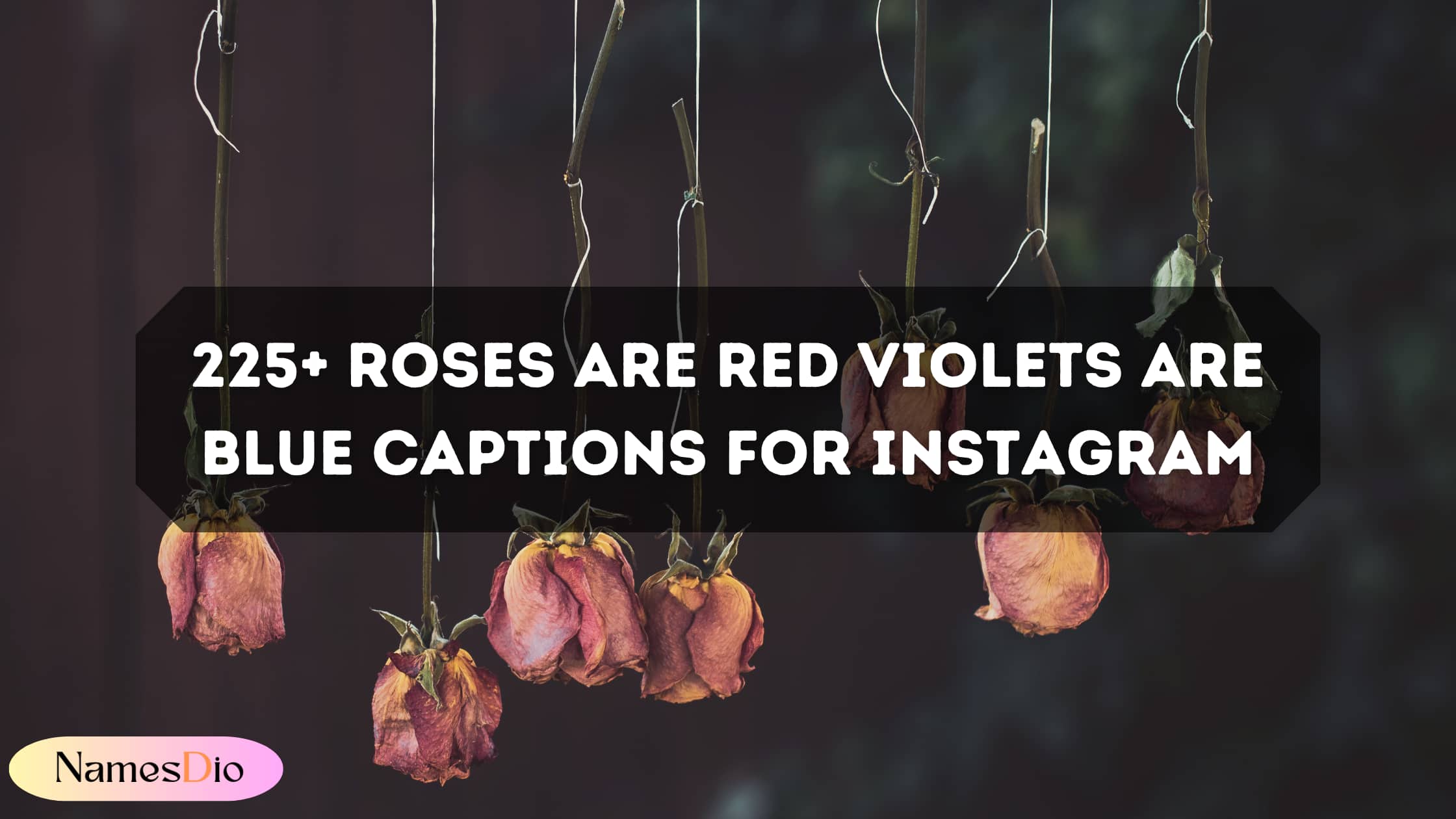 Roses-Are-Red-Violets-Are-Blue-Captions