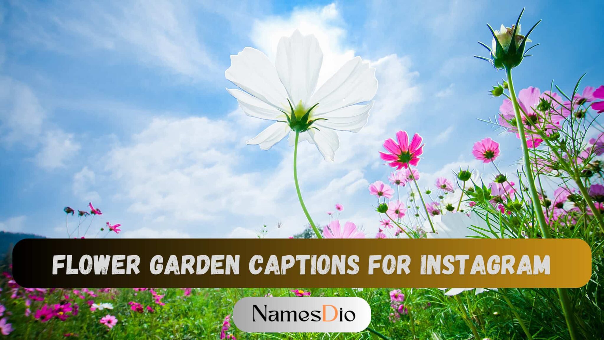 250+ Best Flower Garden Captions for Instagram - NamesDio