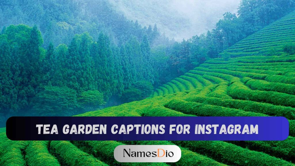 250-best-tea-garden-captions-for-instagram-namesdio