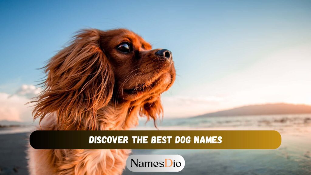 Discover The Best Dog Names: Unleashing Creativity For Your Canine 