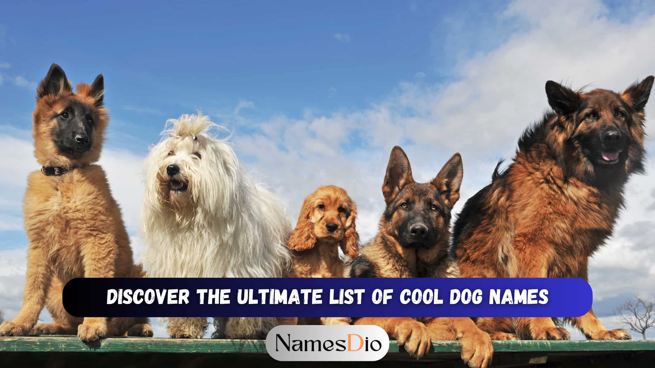 Cool-Dog-Names