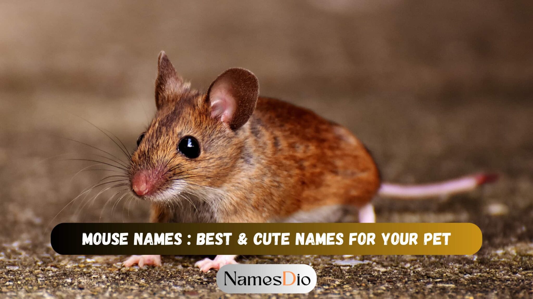 Mouse Names: Best & Cute Names For Your Pet - NamesDio