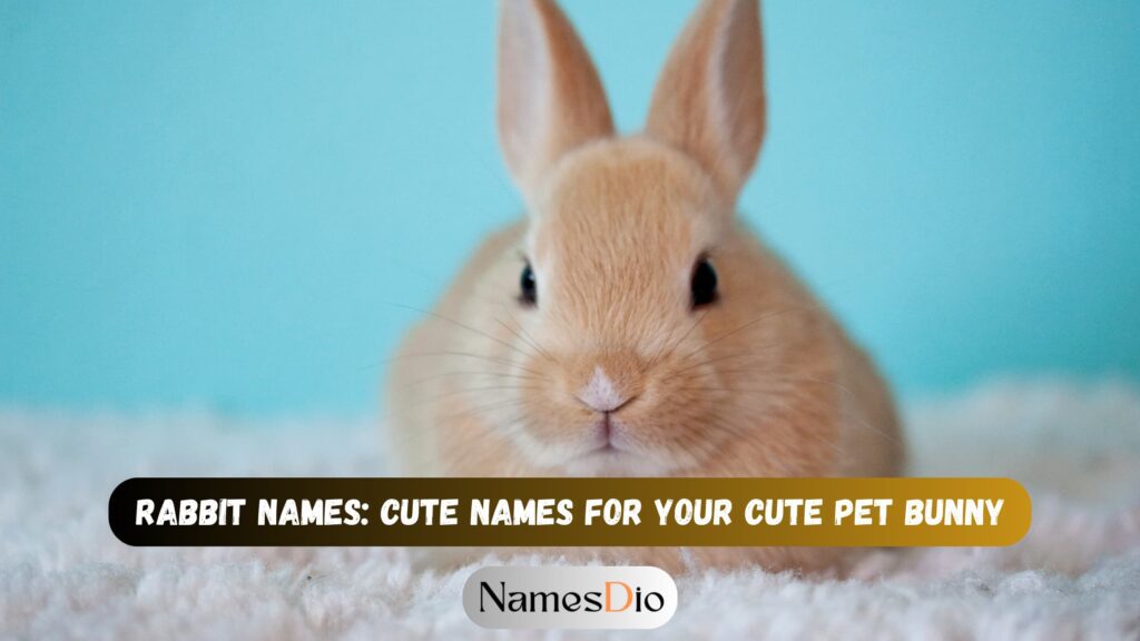 Unique And Creative Male Rabbit Names: A Comprehensive Guide