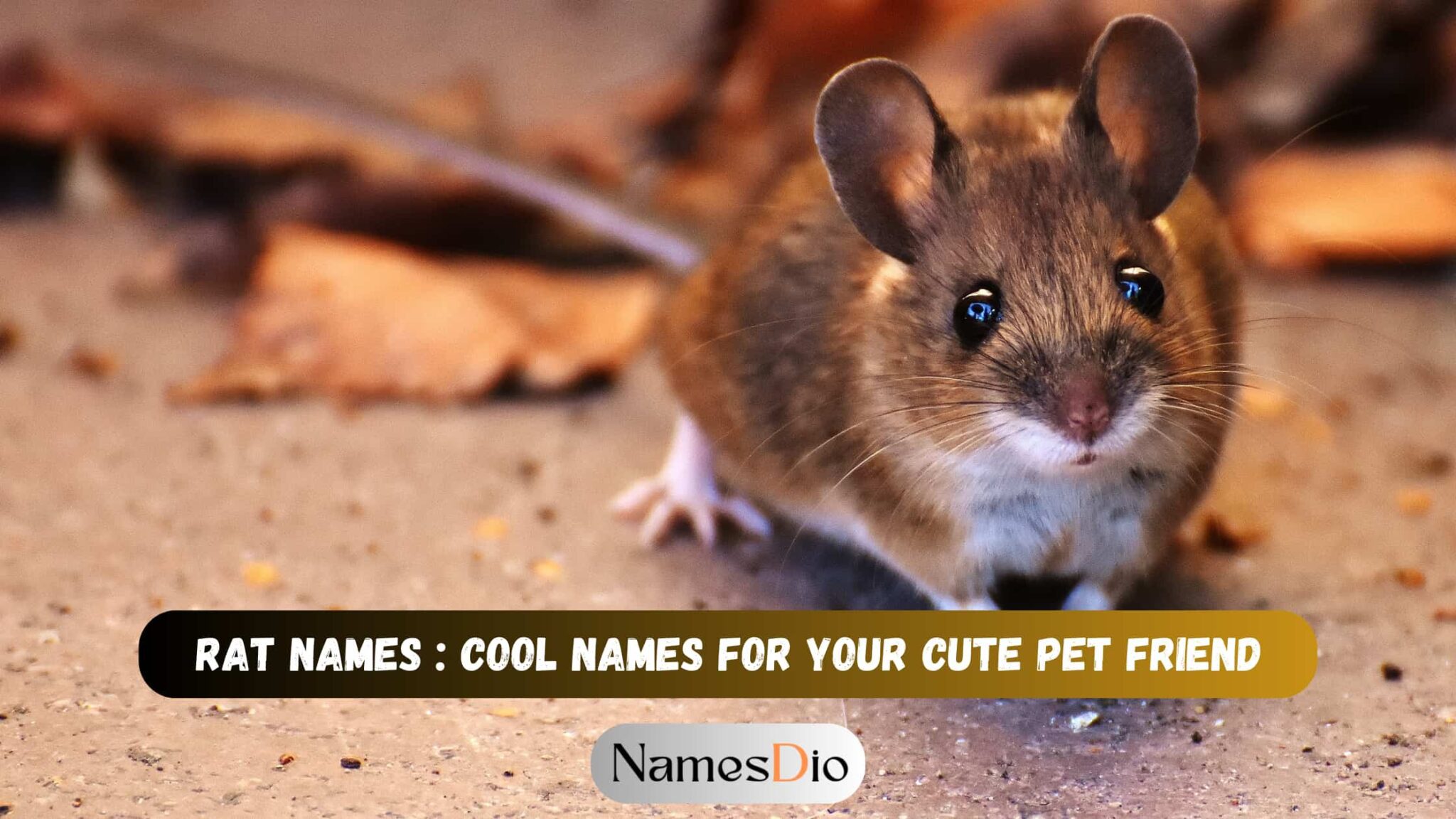 Rat Names: Cool Names For Your Cute Pet Friend - NamesDio