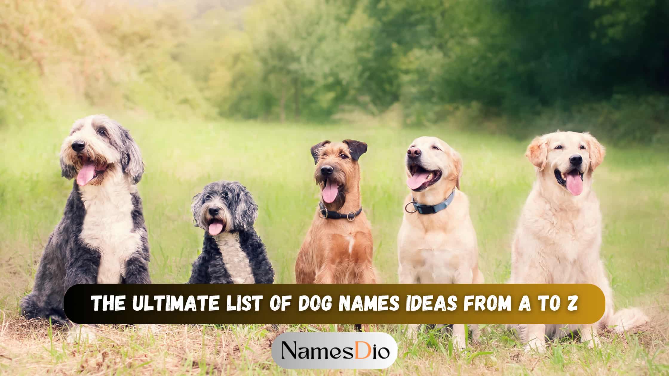 The-Ultimate-List-of-Dog-Names-Ideas-From-A-to-Z