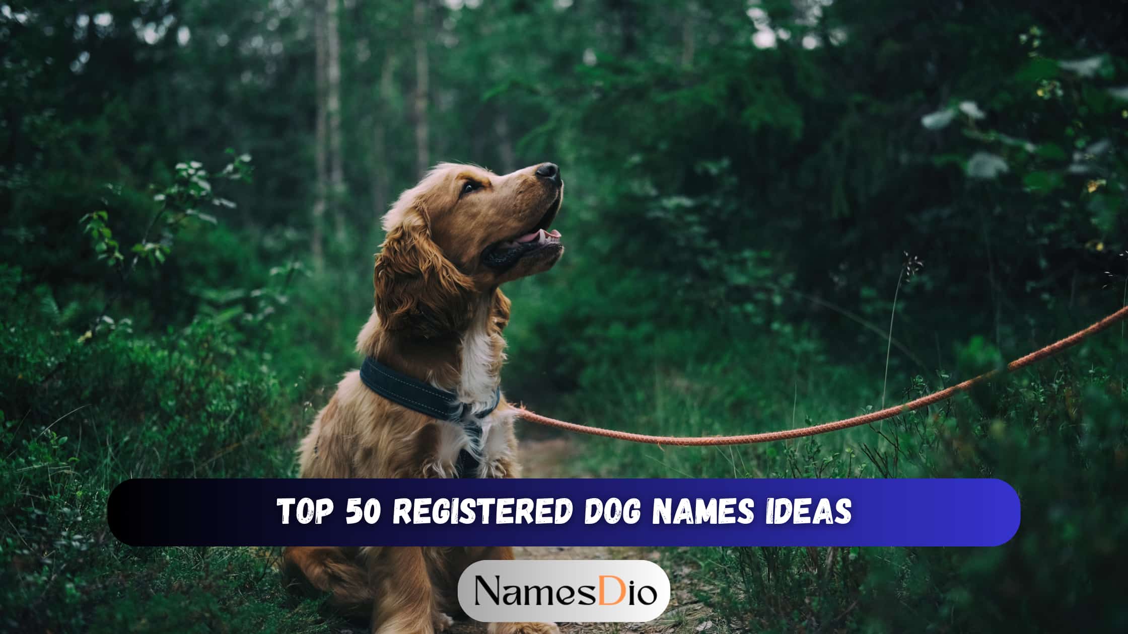 Top-50-Registered-Dog-Names-Ideas