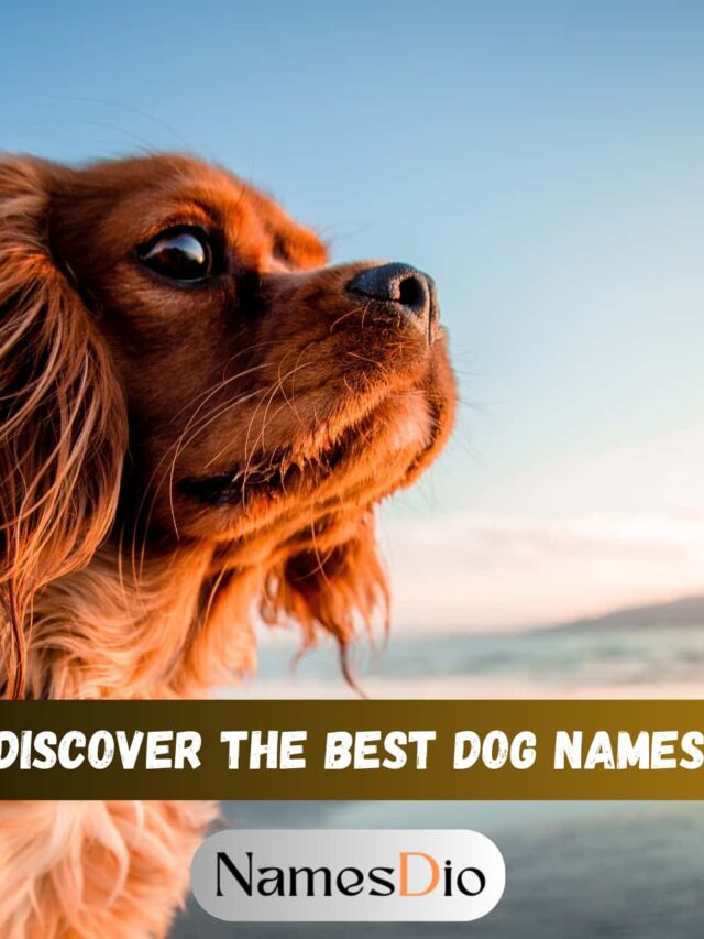 Discover the Best Dog Names